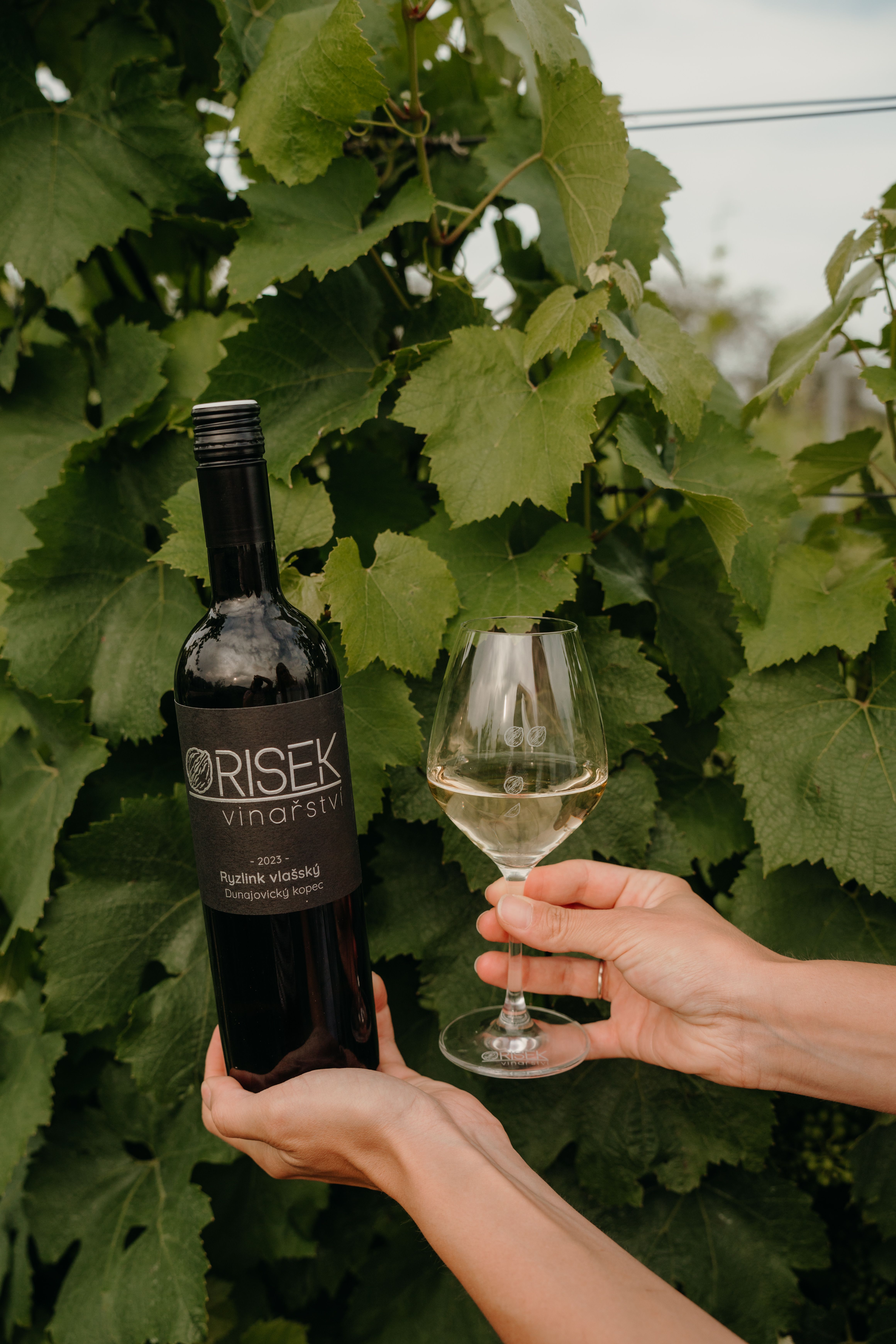 Degustace vín vinařství Orisek